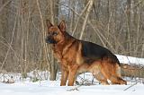 BERGER ALLEMAND 507